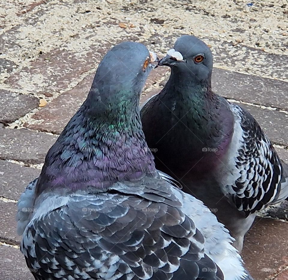 Gray doves, love in the air