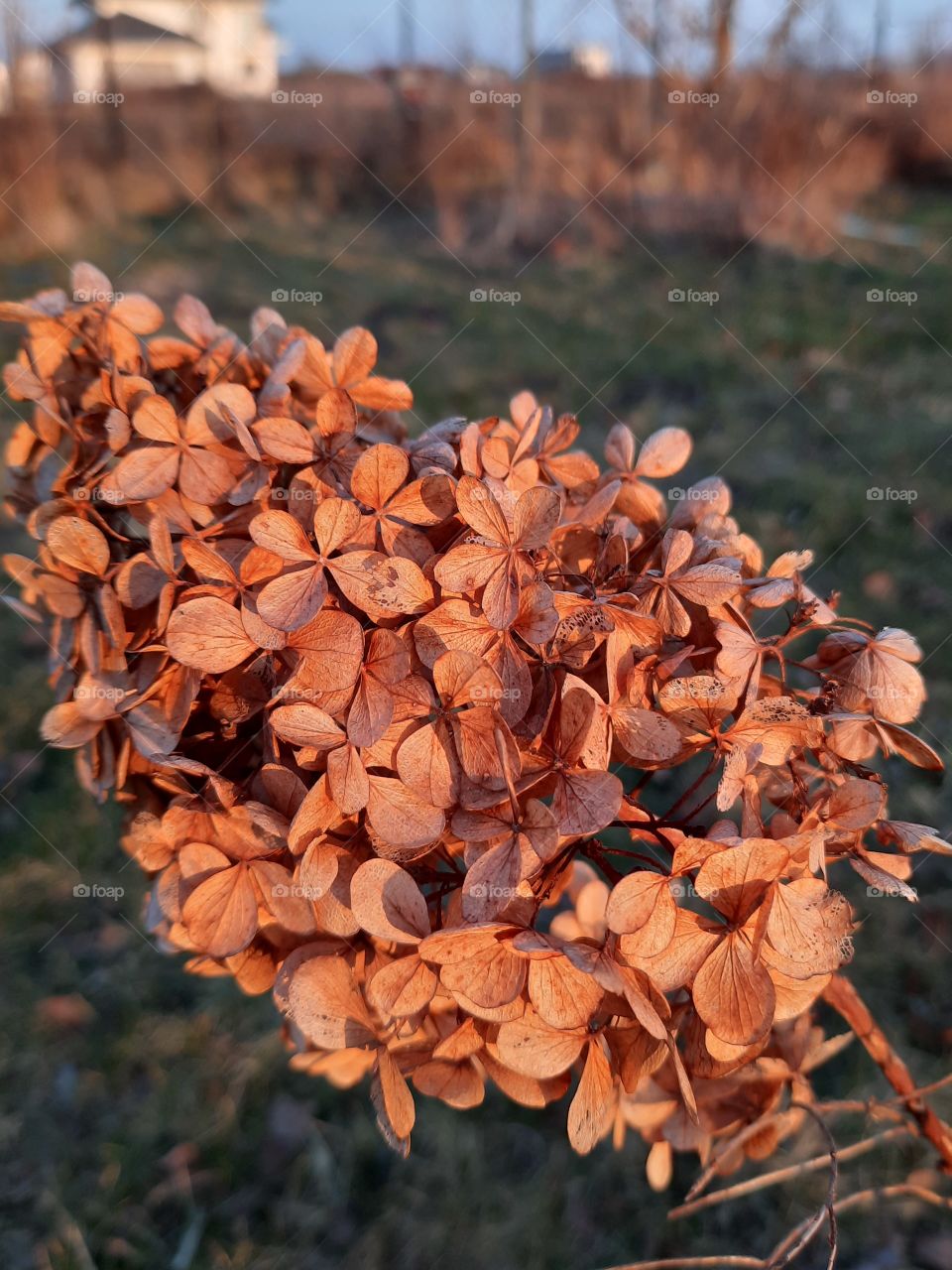 sunlit dry flower of hydrangea  at golden hour
