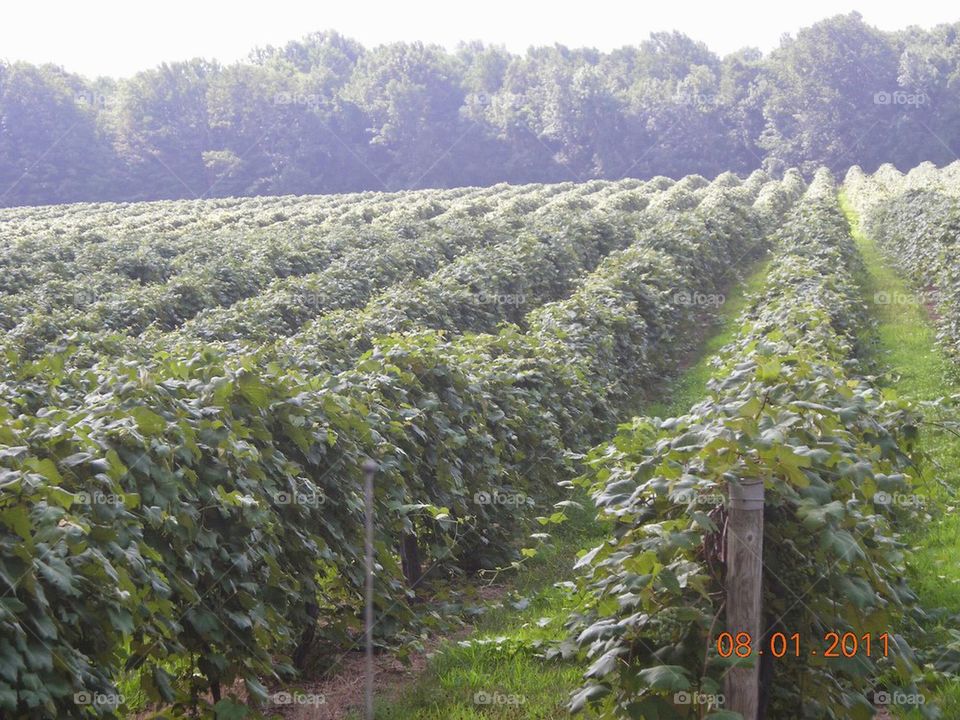 grape vines as far as you can see