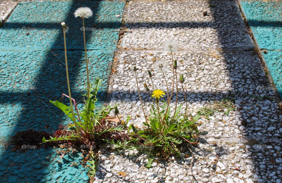 Light and shadow on the dandelion plant that grows everywhere and in all conditions even between flagstone