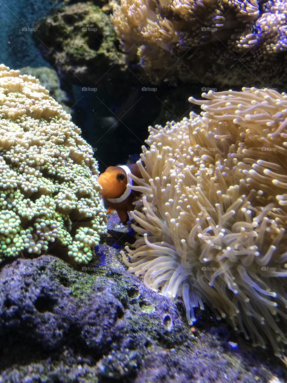 Nesting Clownfish