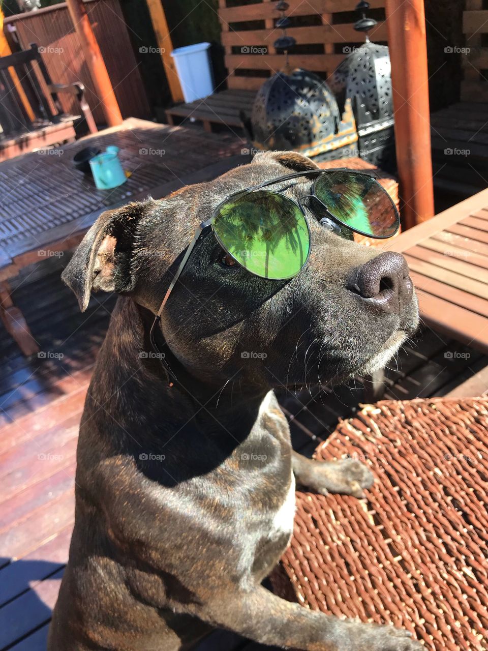 Dog with sunglasses!