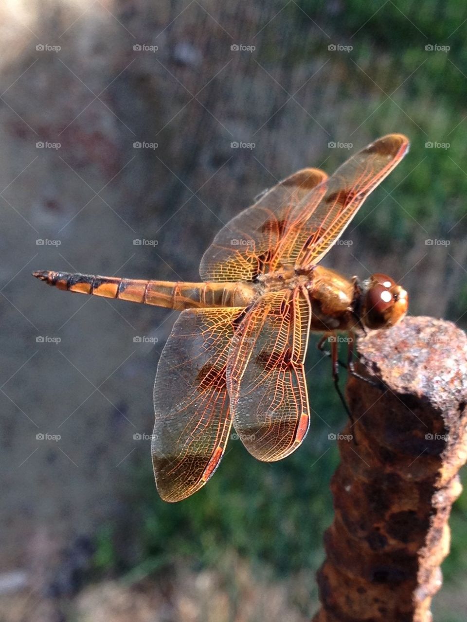 DRAGONFLY IN IPHONE PHOTO