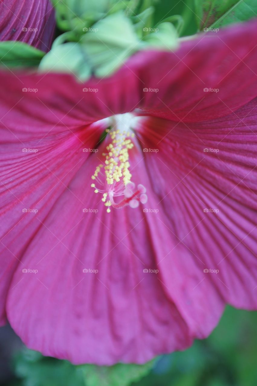 Hibiscus flower close up