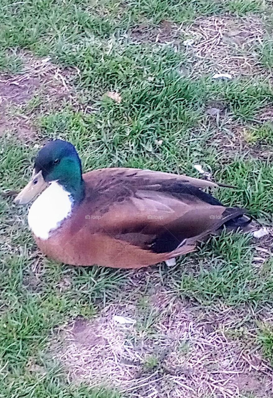 Sitting Duck