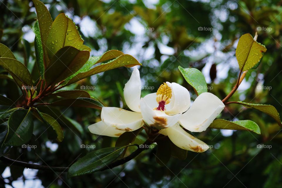 Rained on Magnolia Tree