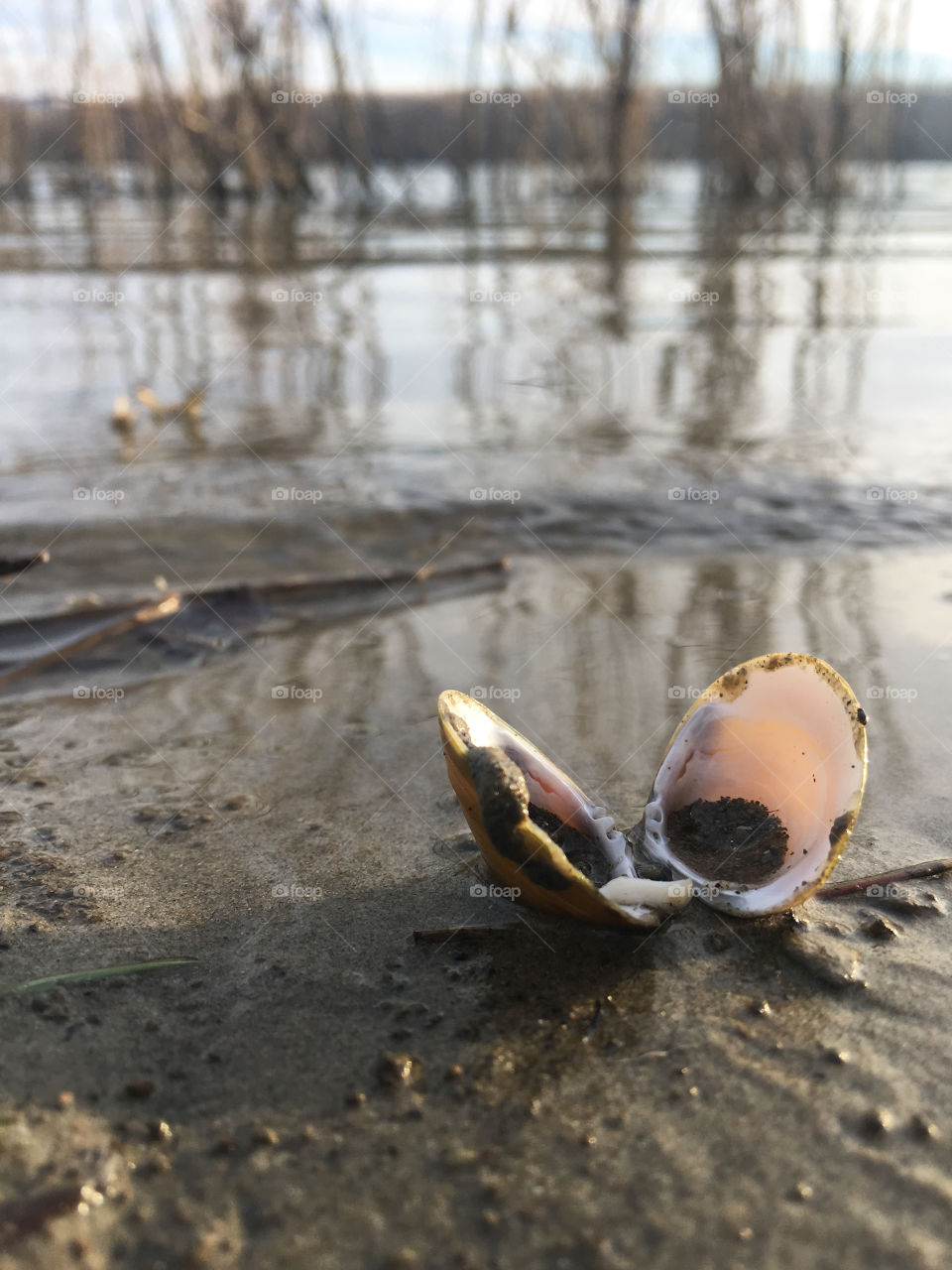 Beautiful shell on the beach