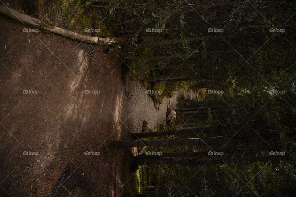 Canadian forest winding path in Alberta rockies