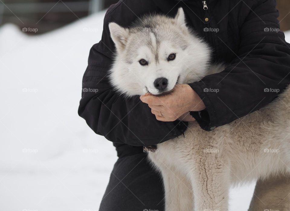 Adult woman with husky dog in winter day