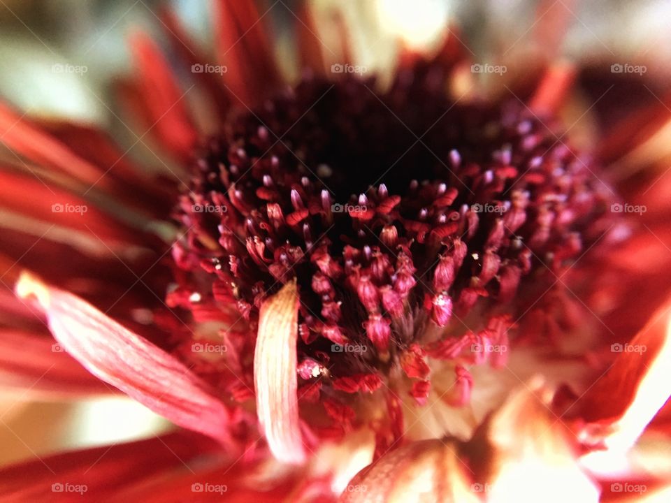 Macro close-up of flower head in available light 