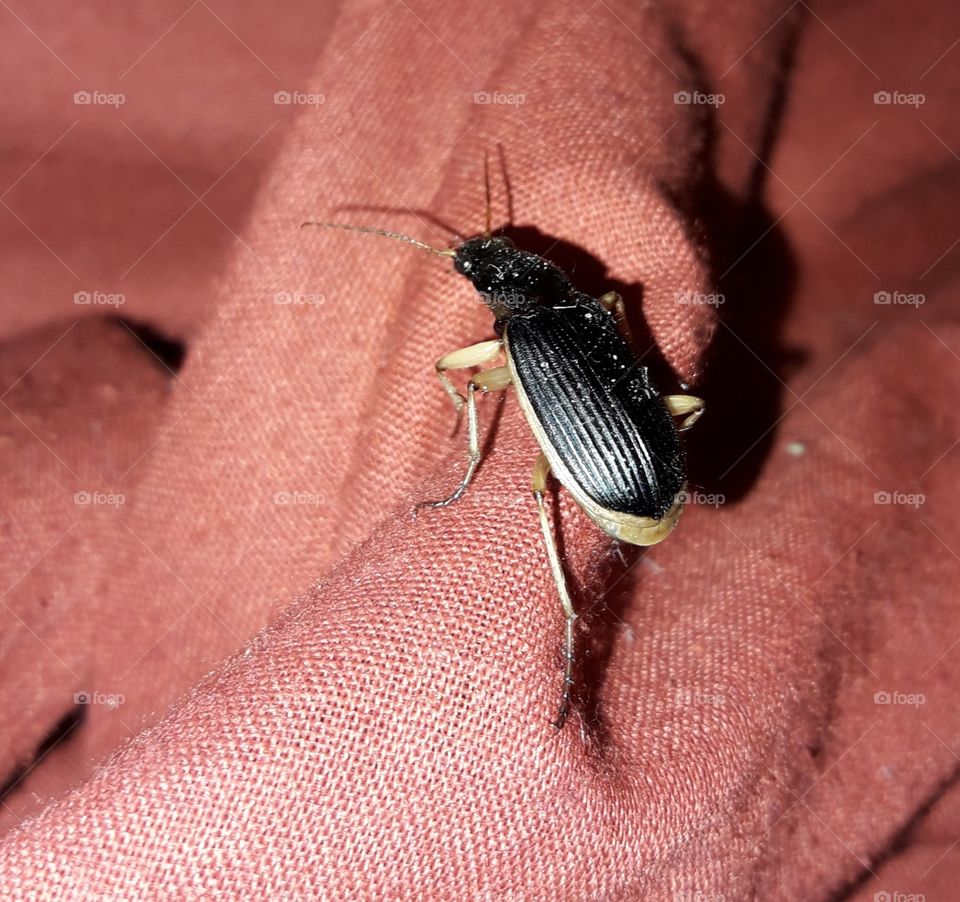 insect
black