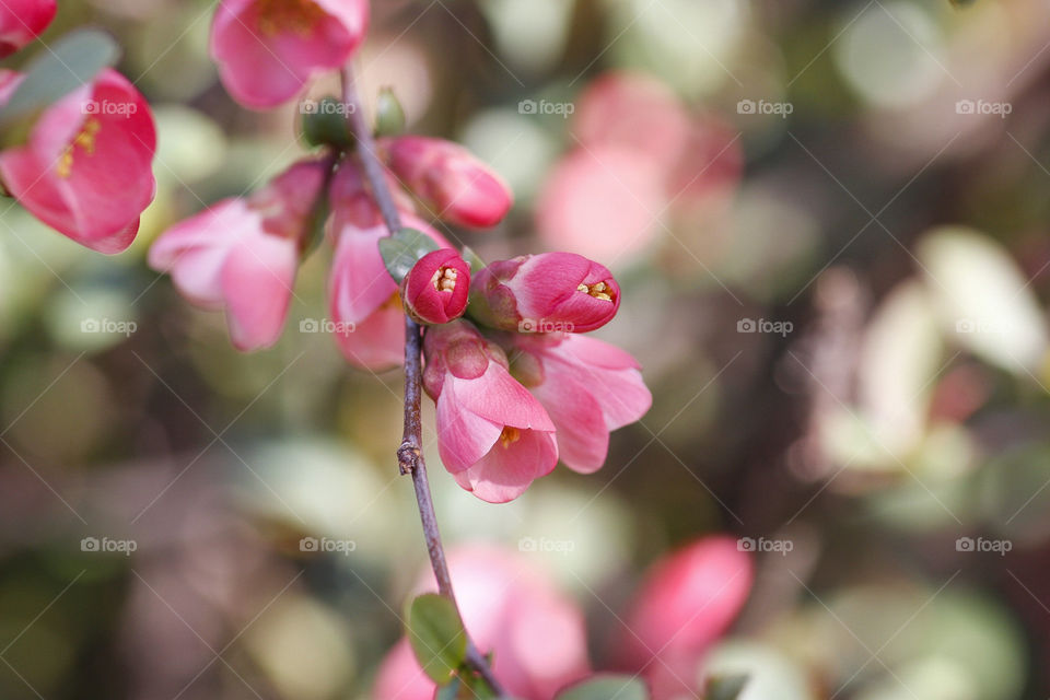 Pink flower on Spring
