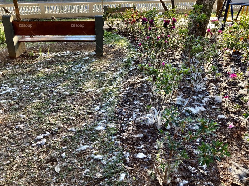 Paina!
As paineiras floriram e embelezaram os jardins. Parece algodão, e sempre chamam a atenção quando pintam tudo de branco.