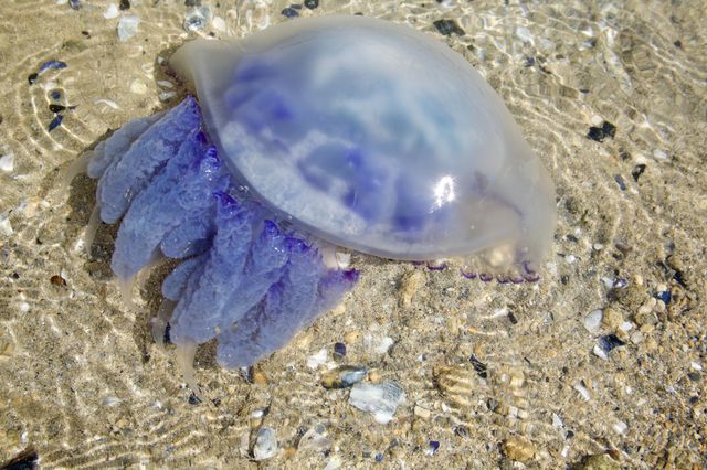 Красивая медуза плывущая в прозрачной воде 