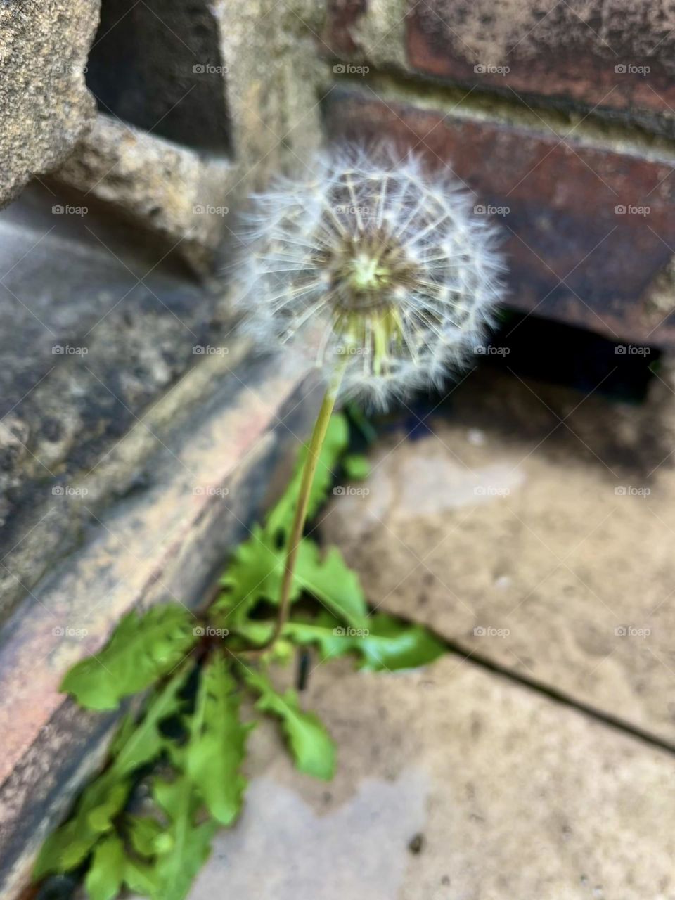 A dandelion growing on the bricks 