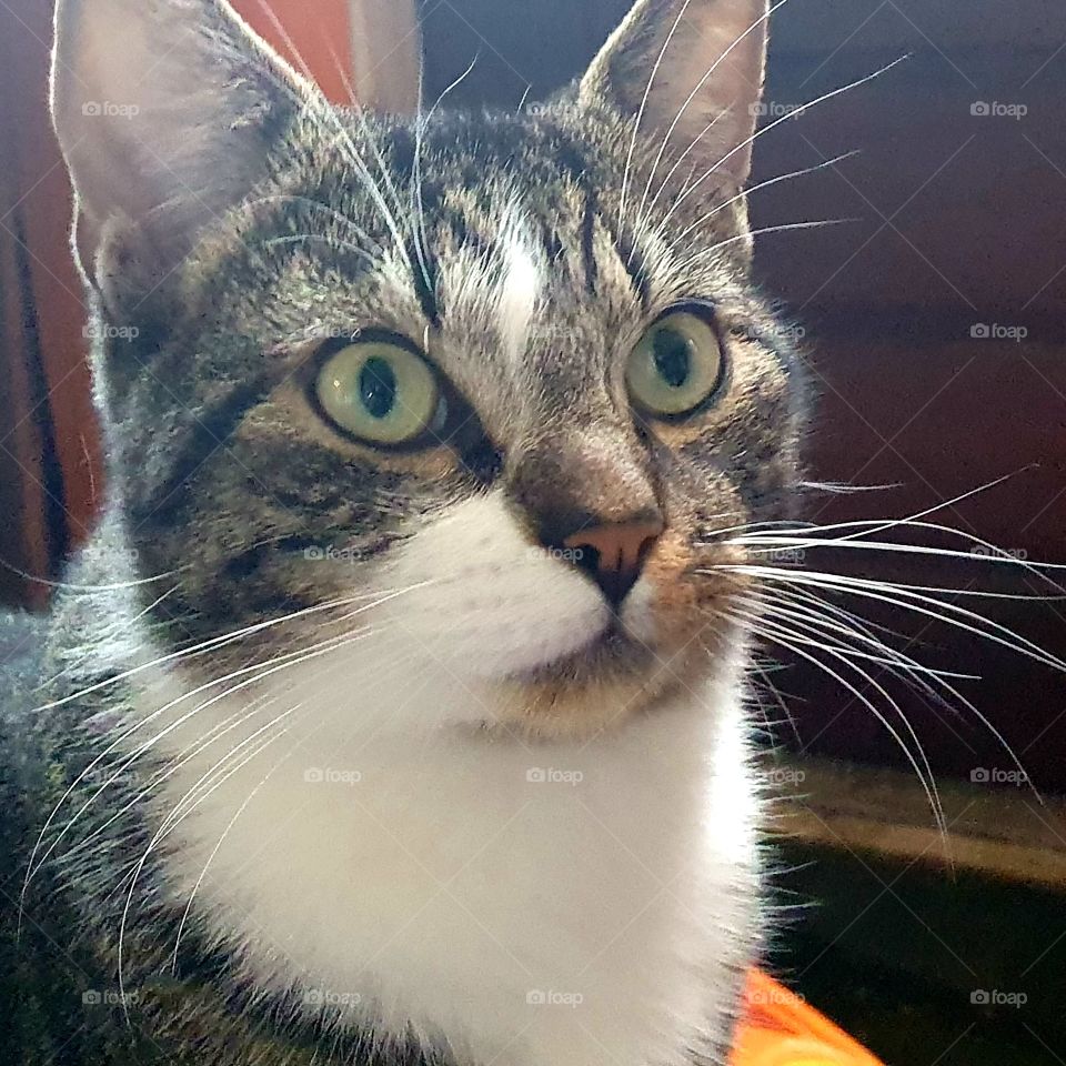 portrait head cat, Home