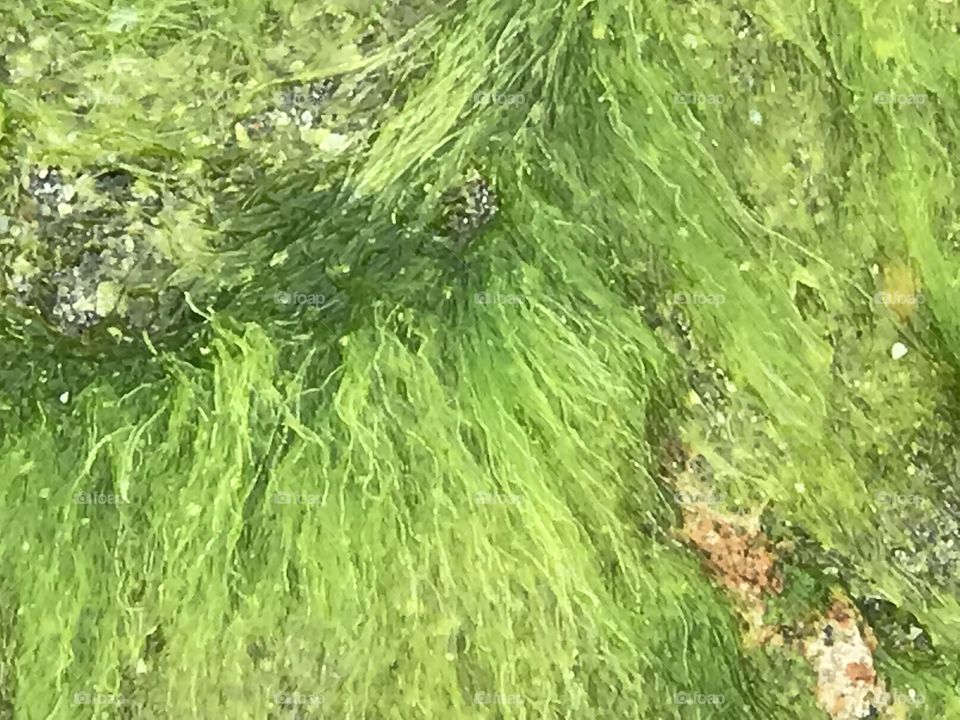 Green algae 