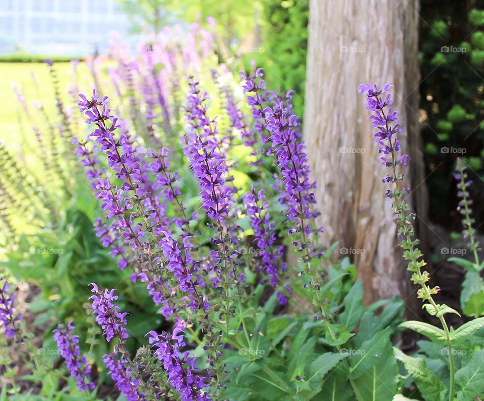 Purple flowers with blur