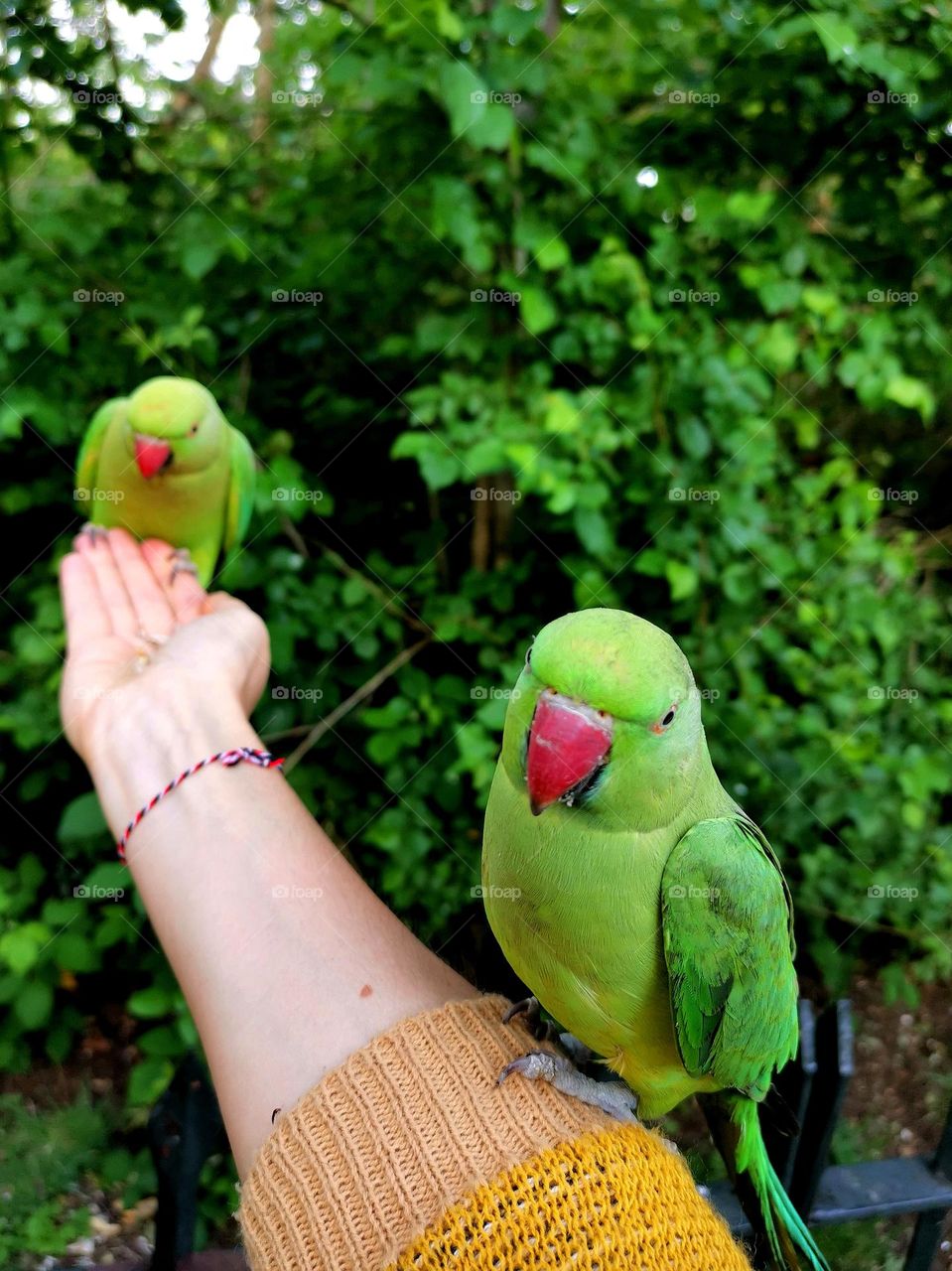 Feeding green parrots in the park. Beautiful moment. Birds and people.