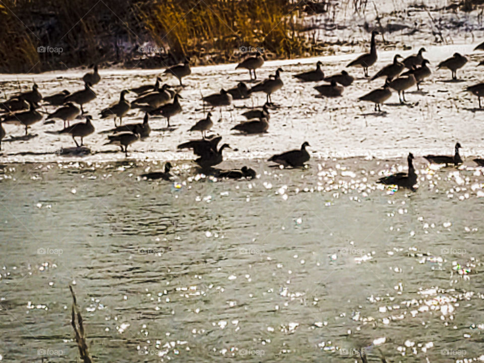 geese gathering