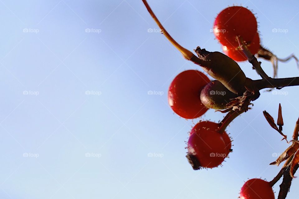 Close up of dome berries on our hike