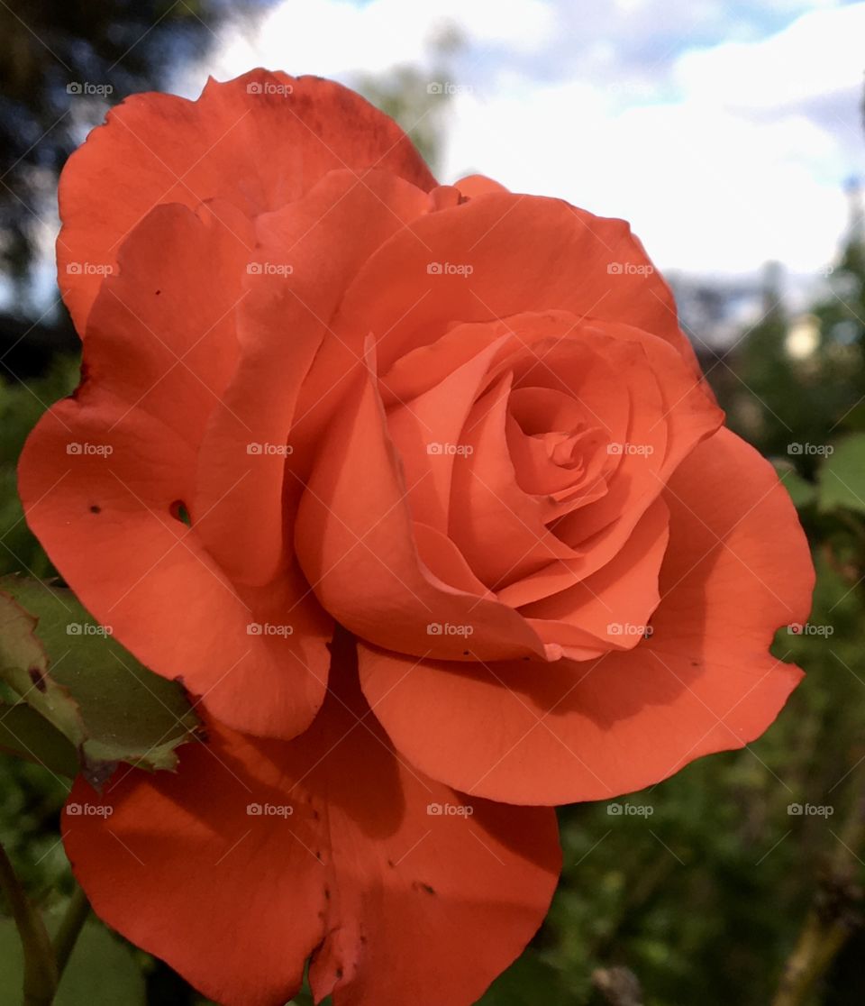 Blooming rose : recto side