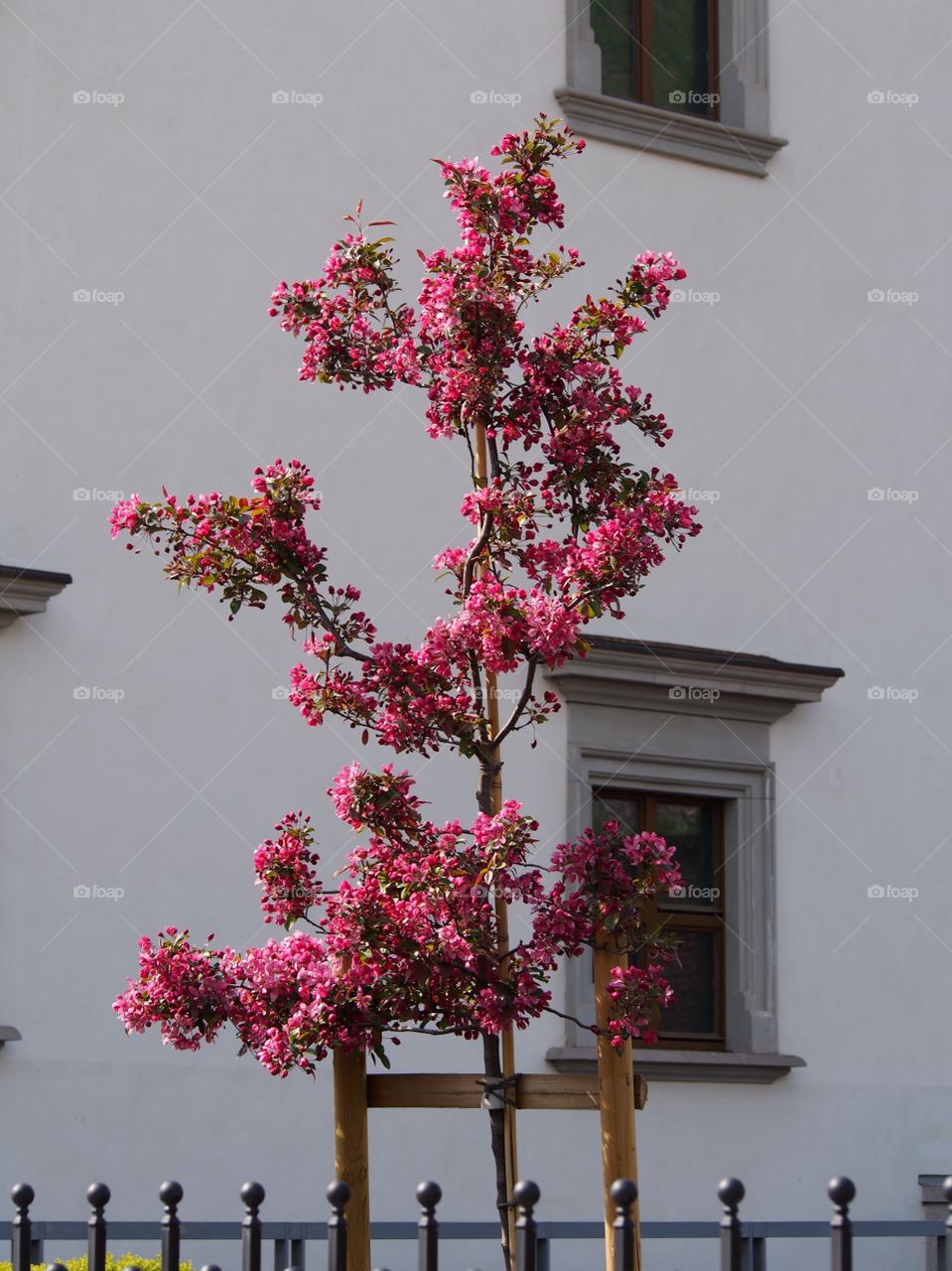 Apple tree blooming near the Royal Palace