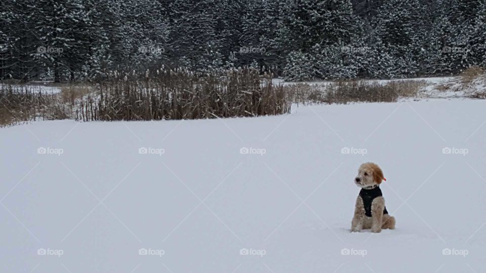 dog on snowy pond in black vest and red bows
