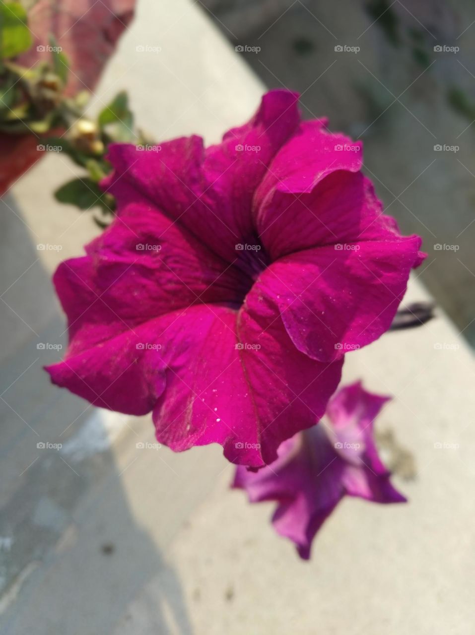 pitunia maharoon colour flower looks very beautiful generally found everywhere fresh seasonal