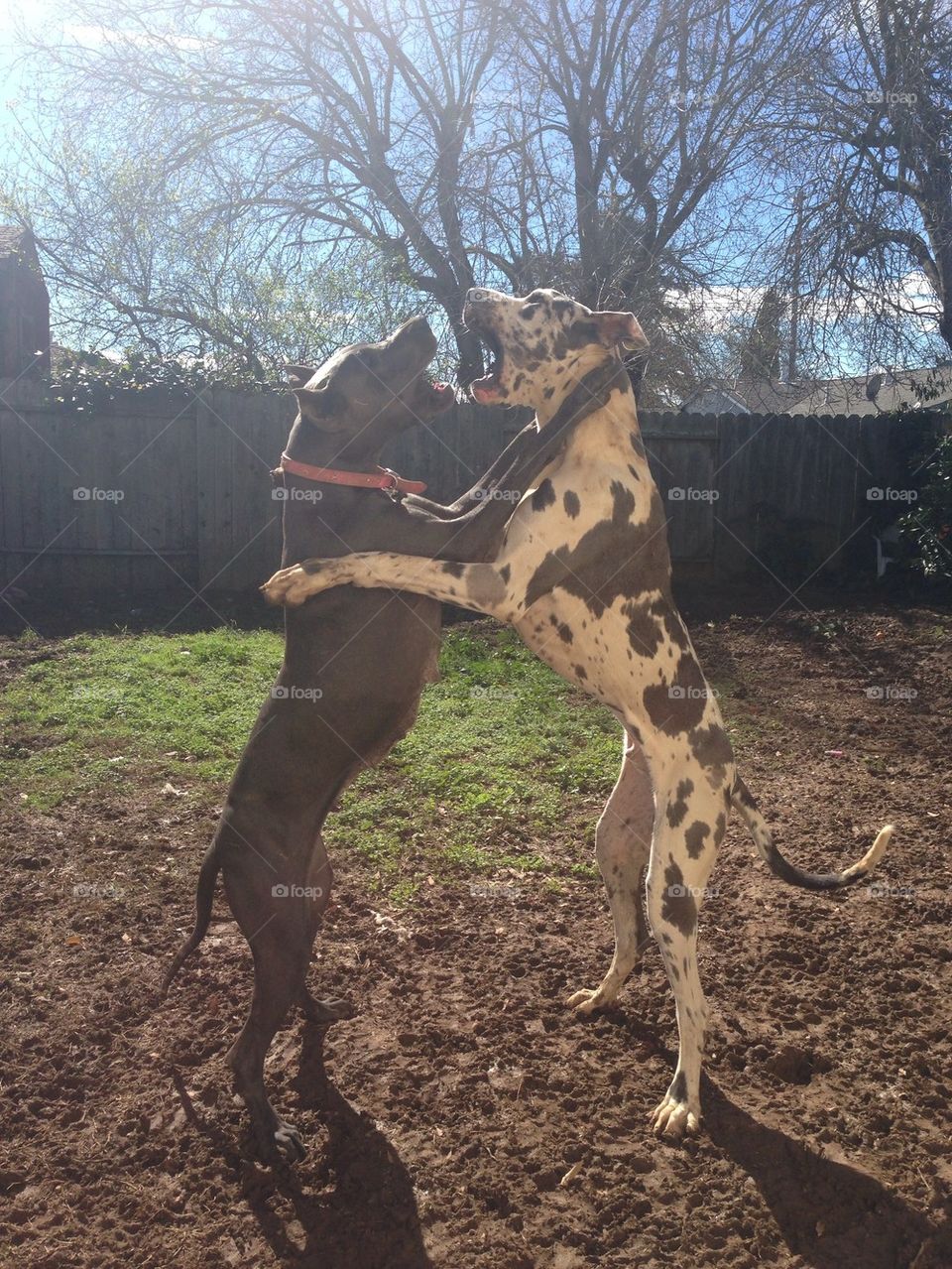 Dancing Great Danes 