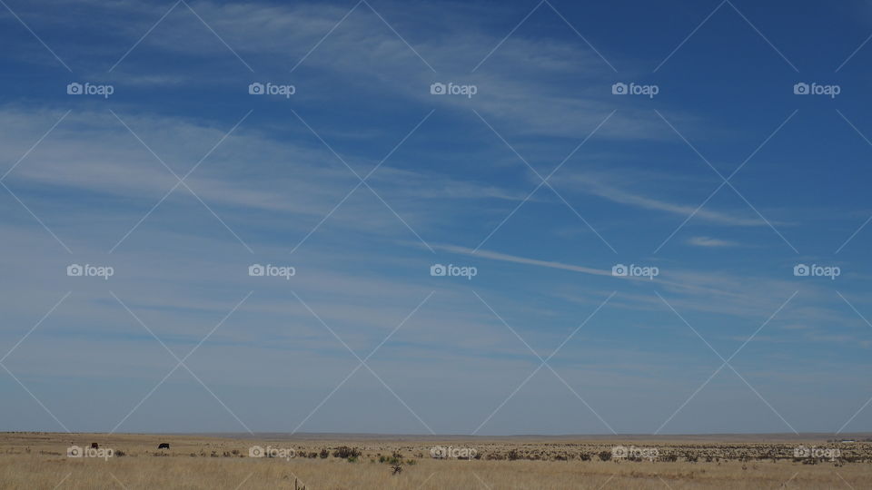 Two cows in large field. Two cows eating in a large field. Panoramic landscape