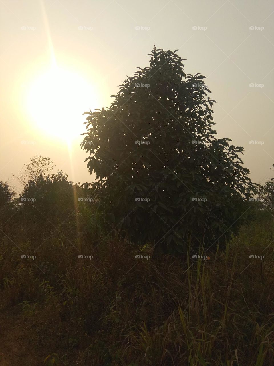 Sun Set With Mango Tree