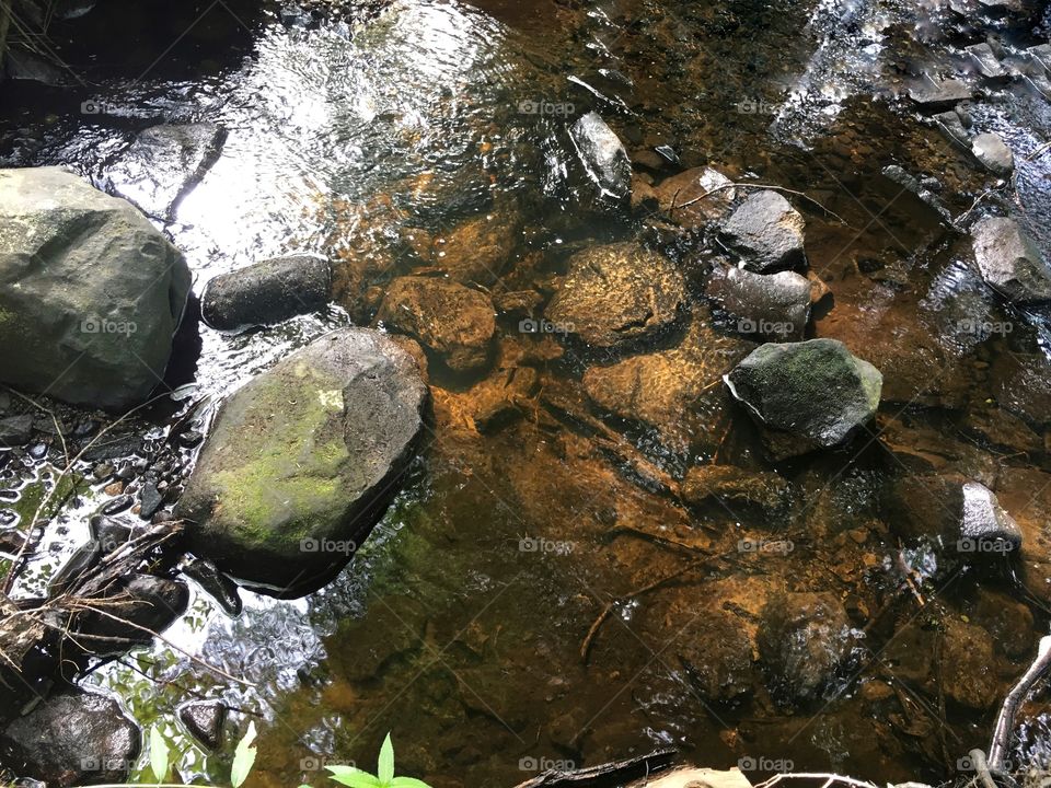 Tranquil pool in the woods