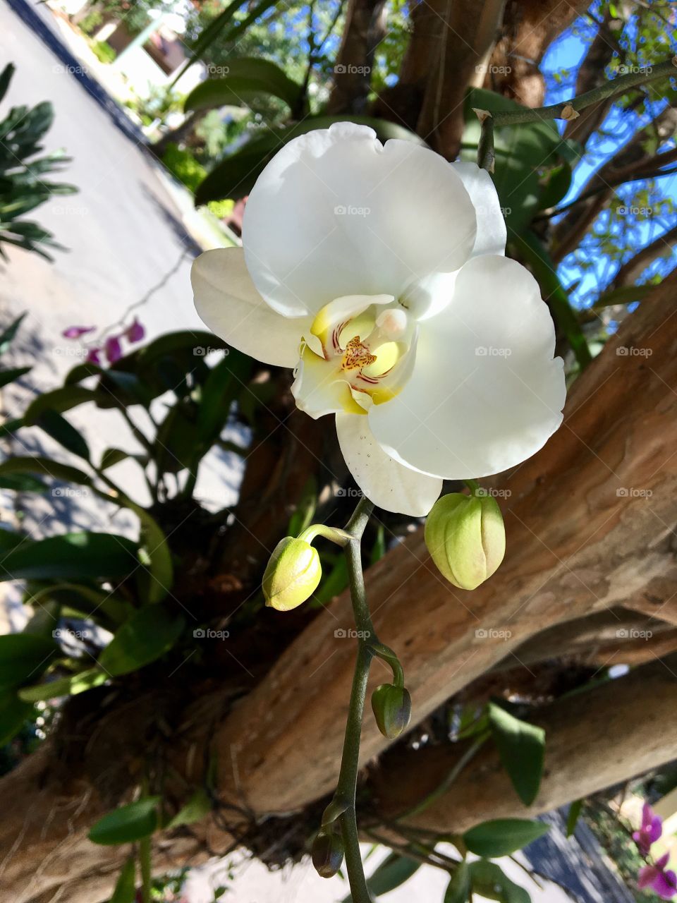 White Orchid 🌸💐