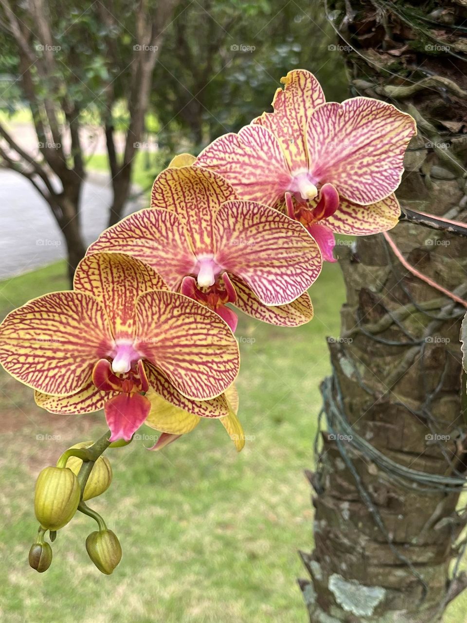 Orquídea