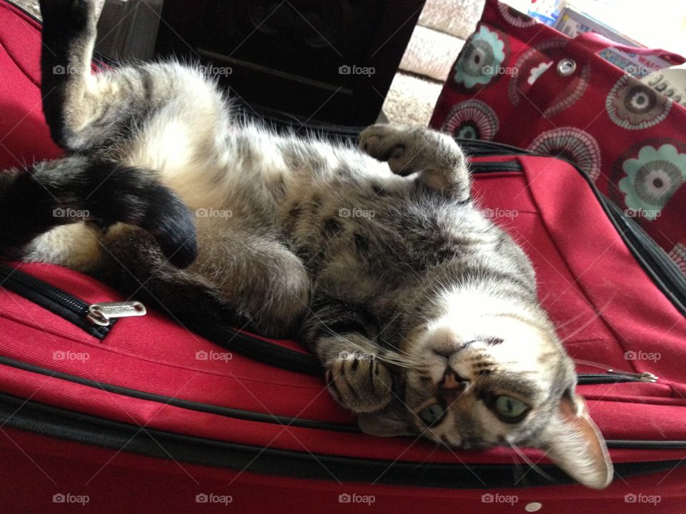 Welcome Home!. Nola says welcome home by laying on the suitcase