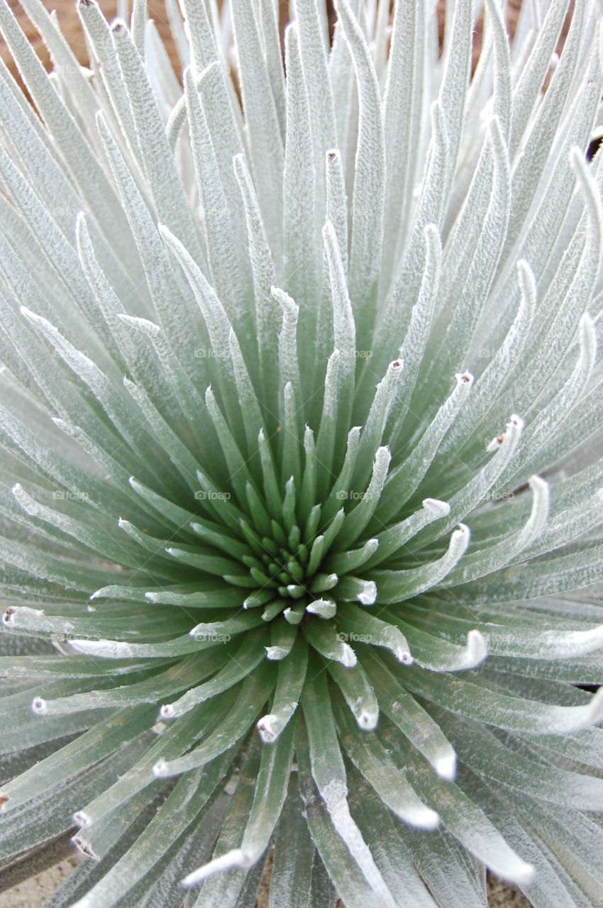 Native Silver Sword that grows only on Haleakala Maui Hawaii