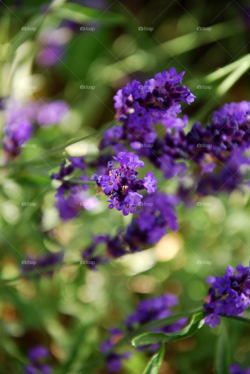 Close-up purple flowers in bloom