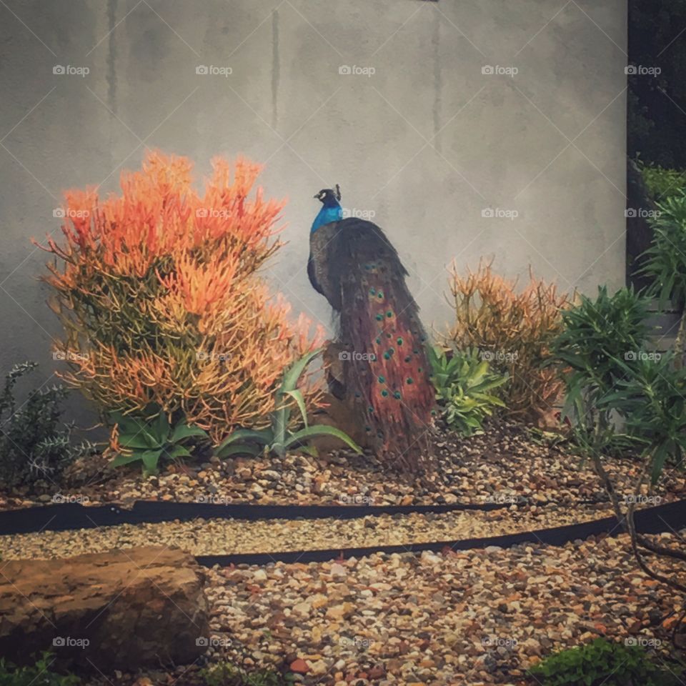 Complimentary colors  