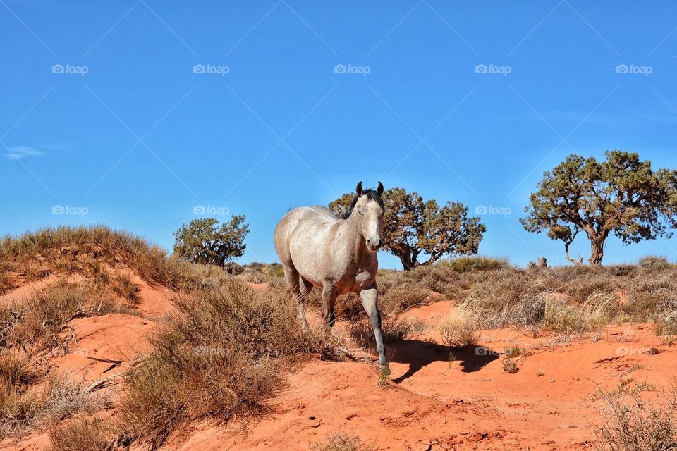 Wild horse in Utah