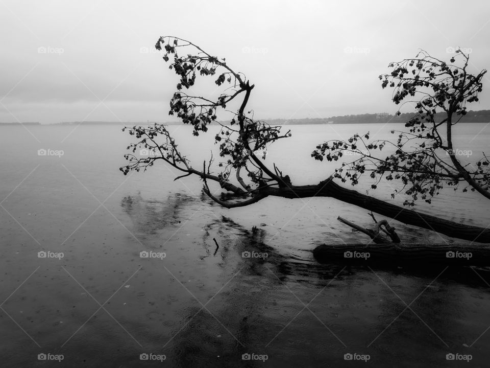 Reflective branch on a rainy day