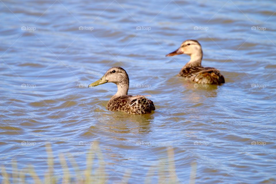 Pair of ducks 