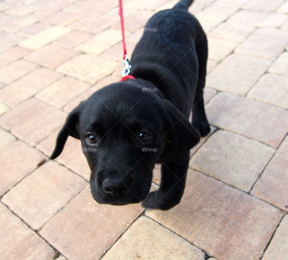 Our black lab puppy. Wow he's cute!