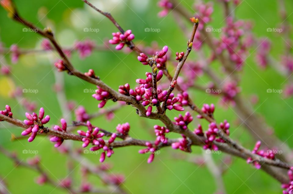 Beautiful pink blooming tree branch 