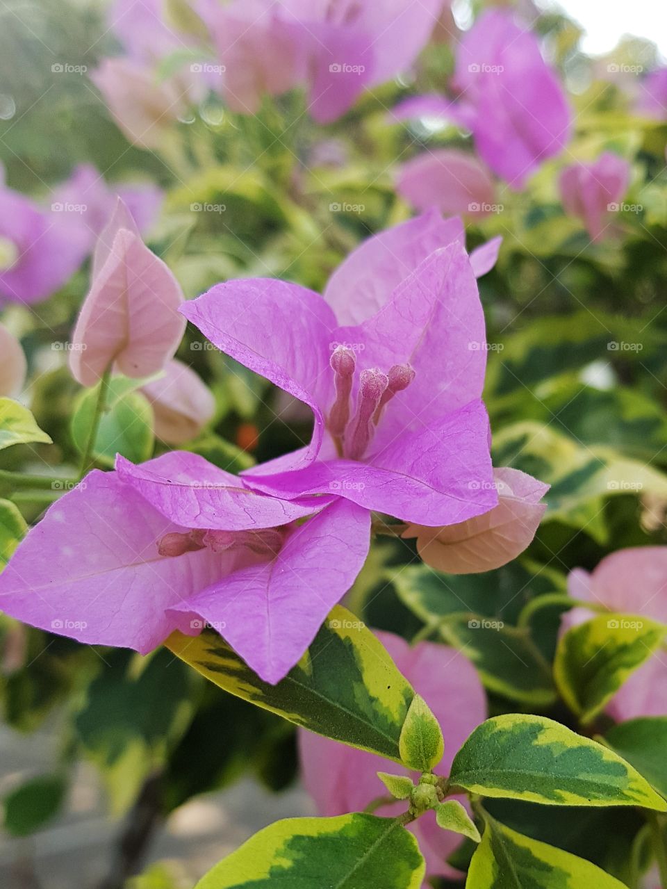 my flower collections