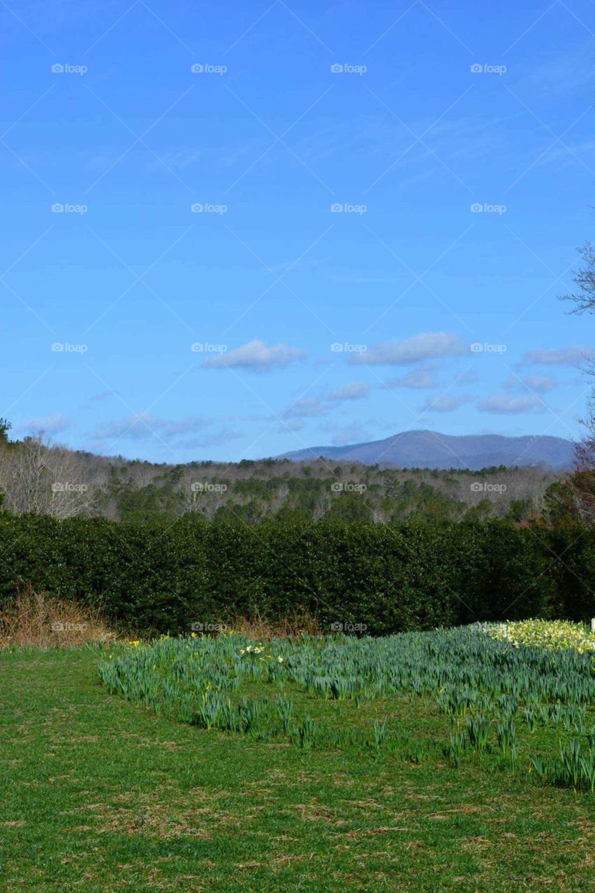 North Georgia mountains with flowers in the foreground