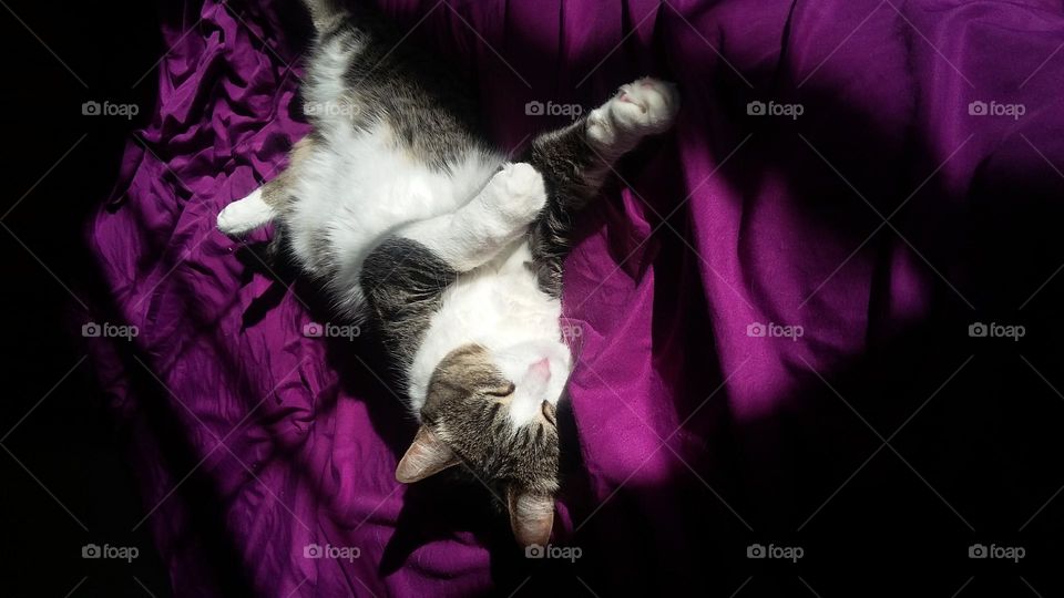 My sweet tabby cat is sleeping soundly on her back on purple sheets on the bed. She is partly in sunlight and partly in shade.