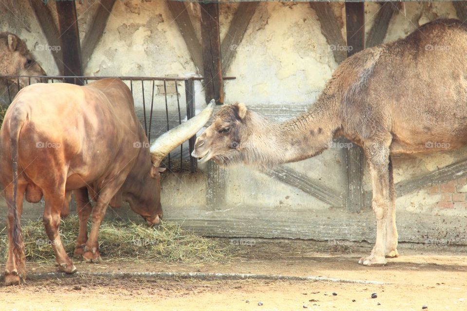 Cohabitation Bull and camel