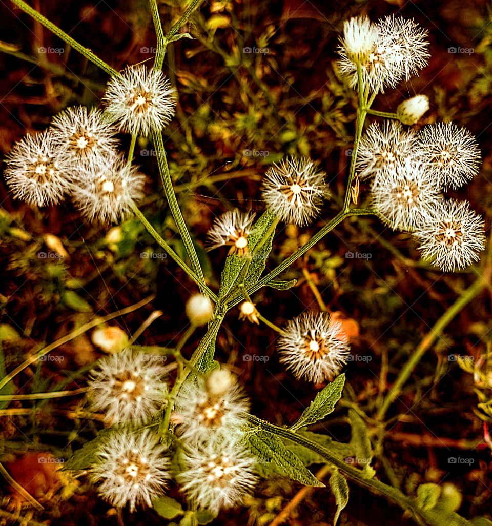 Beautiful arrangement of nature