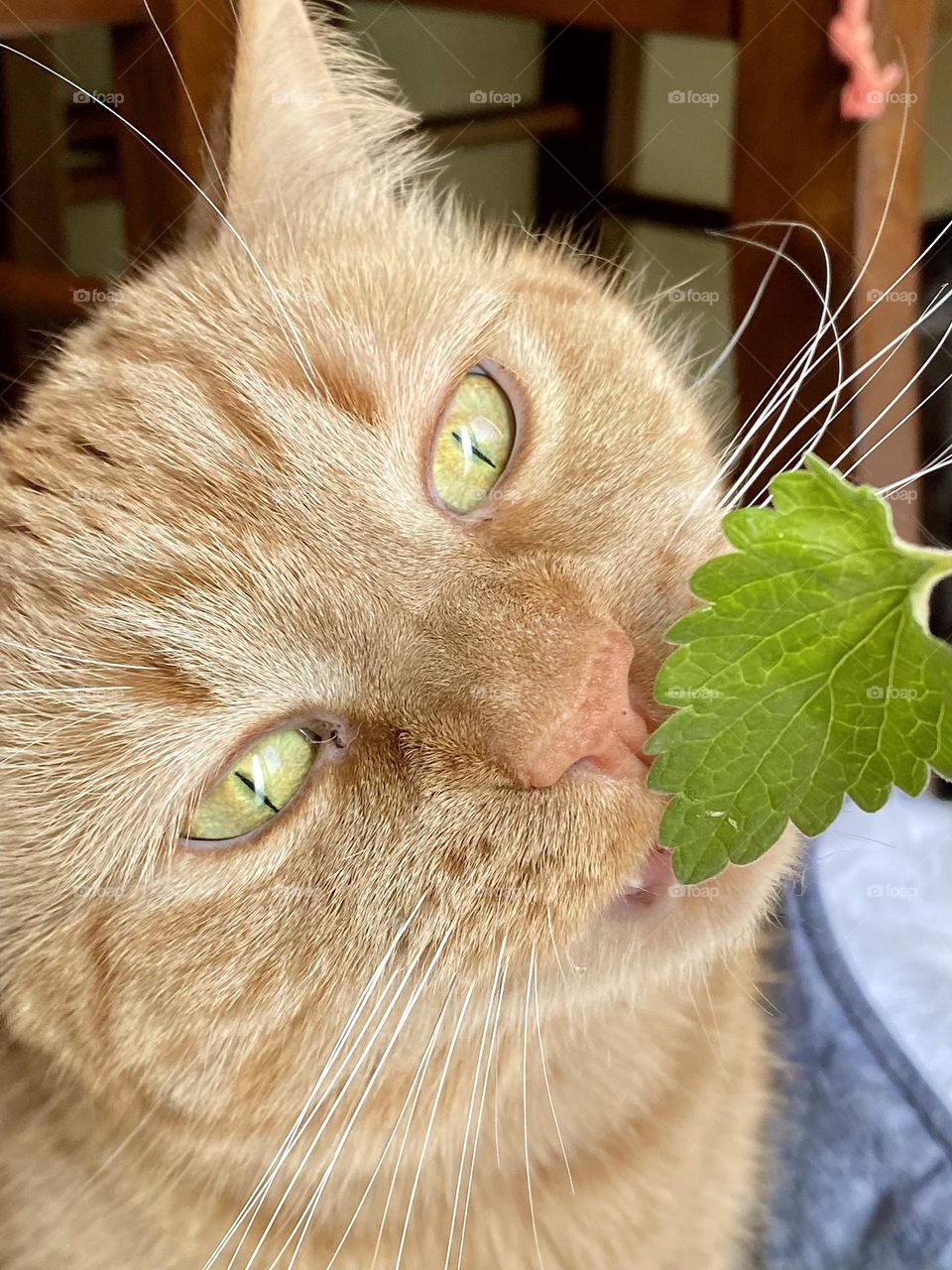 An orange tabby cat sniffing a catnip leaf